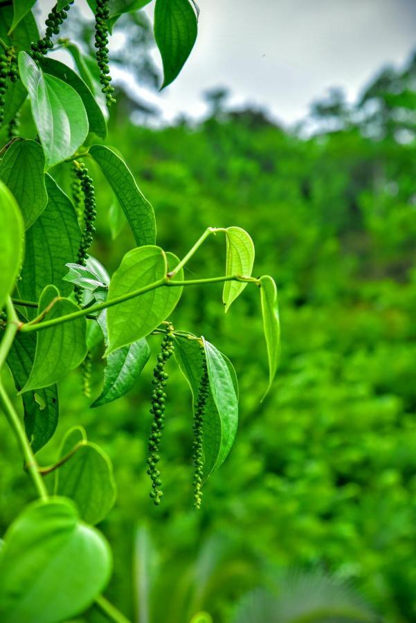 Rainforest Nature House Deniyaya Dış mekan fotoğraf