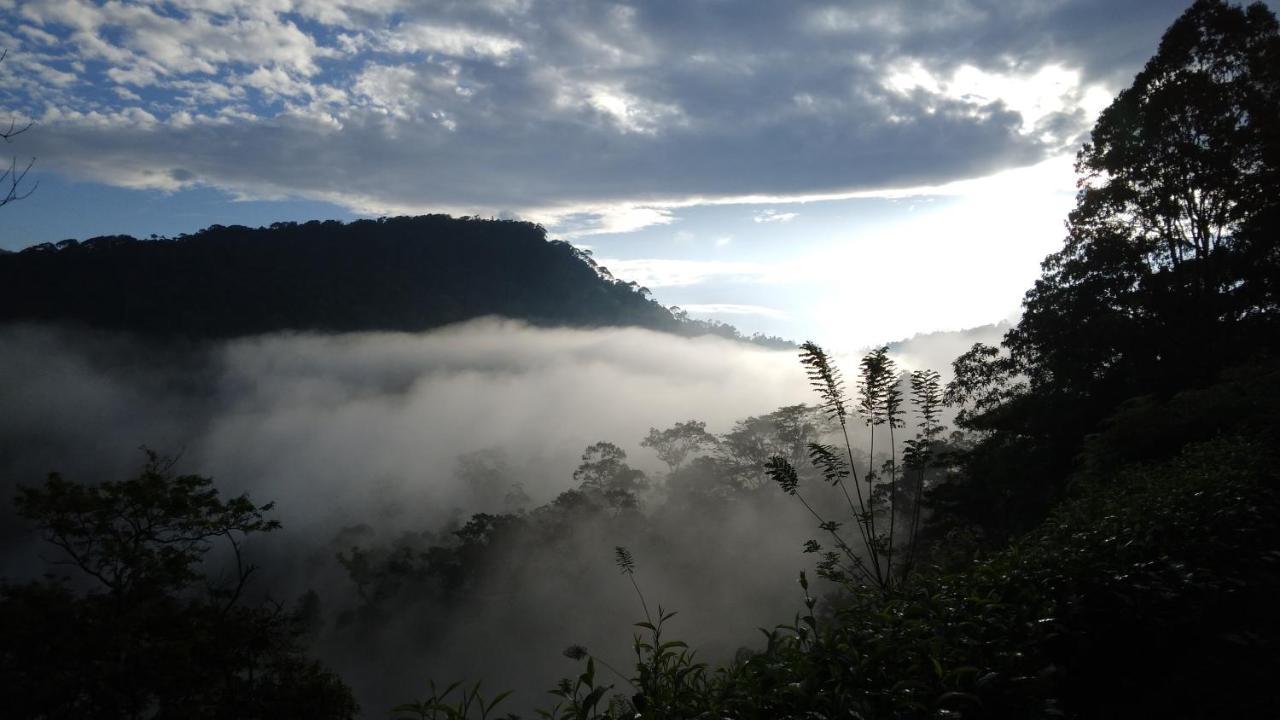 Rainforest Nature House Deniyaya Dış mekan fotoğraf